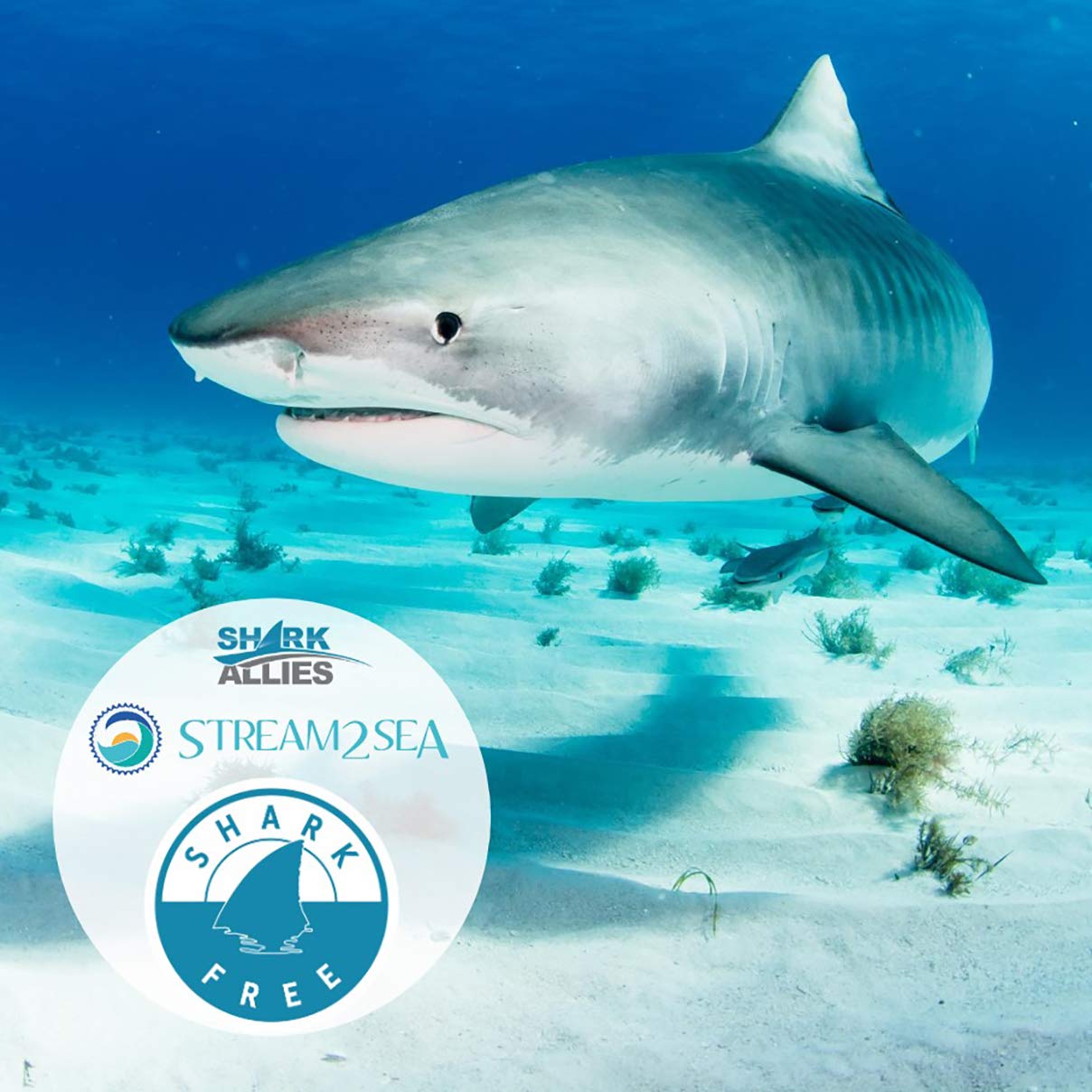 STREAM 2 SEA Squalane Olive Based, Reef Safe Certified Shark Free Plant Based Vitamin E Infused Face Moisturizer and Boosts Collagen Production, Biodegradable Skin and Hair Care, 2 Fl Oz