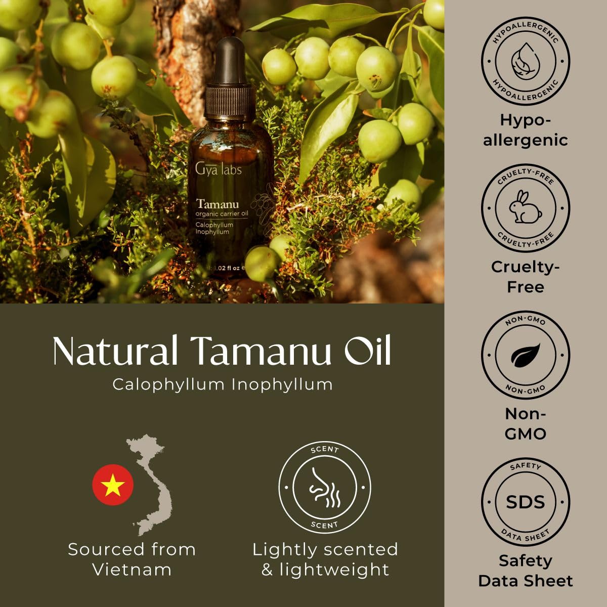 Gya Labs Organic Tamanu Oil For Skin & Face - 100% Pure Natural Unrefined Tamanu Carrier Oil for Hair - Soothing & Renewing (1 Fl Oz)