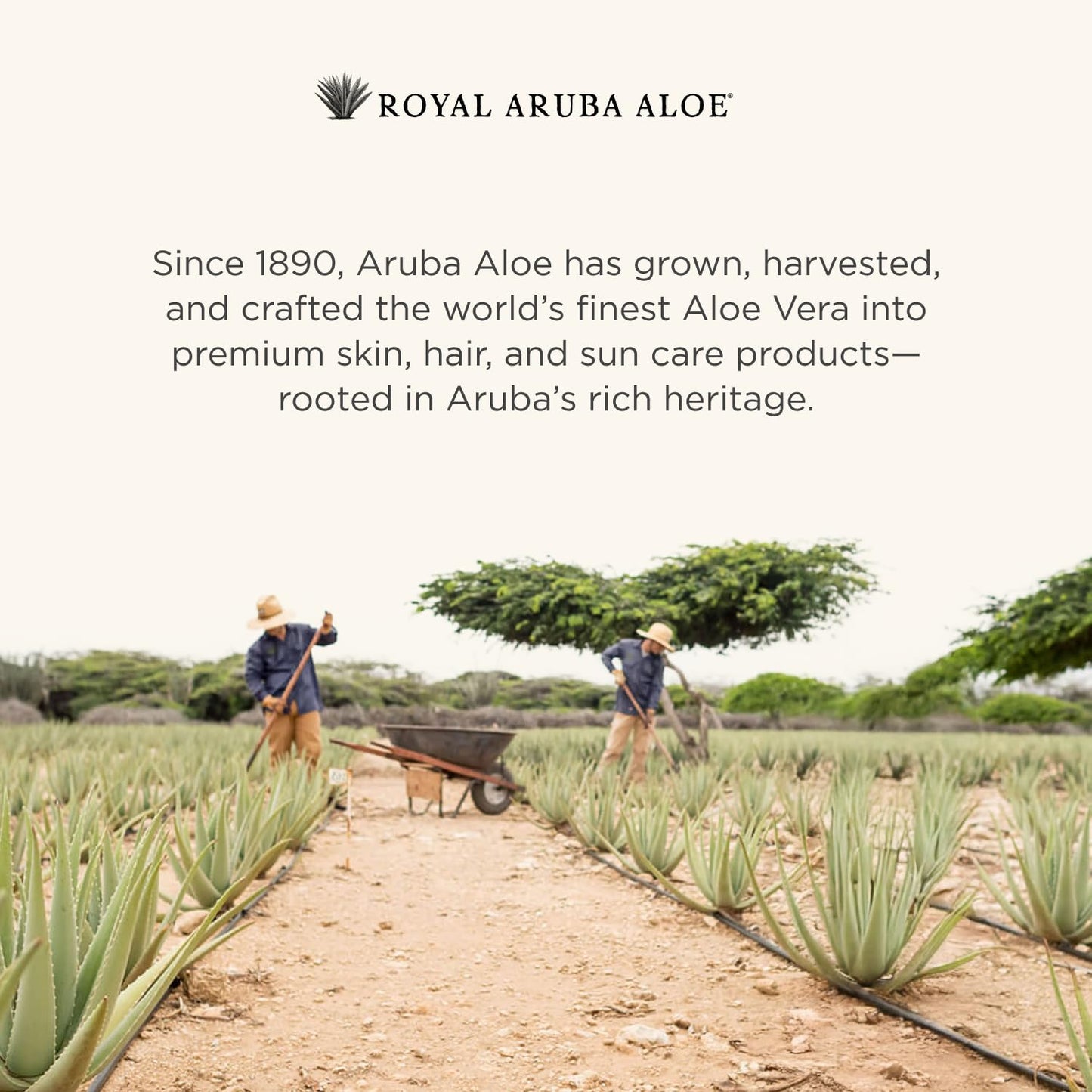 Aruba Aloe After-Sun Skin Repair Lotion - Hydrating and Soothing - Enriched with Aloe Vera - 2 oz Tube