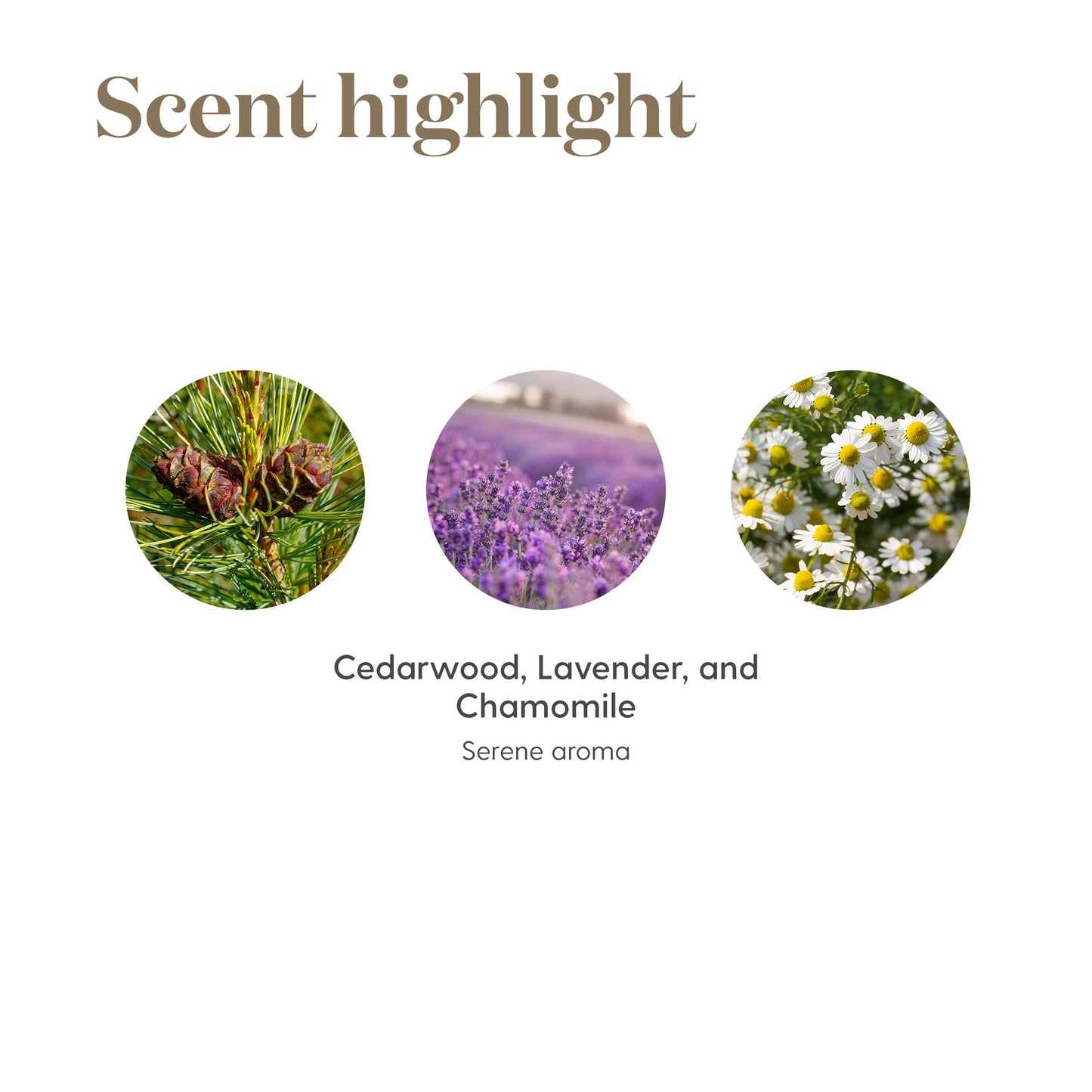 Tranquil Essential Oil Roll On 10 ml by Young Living Essential Oil