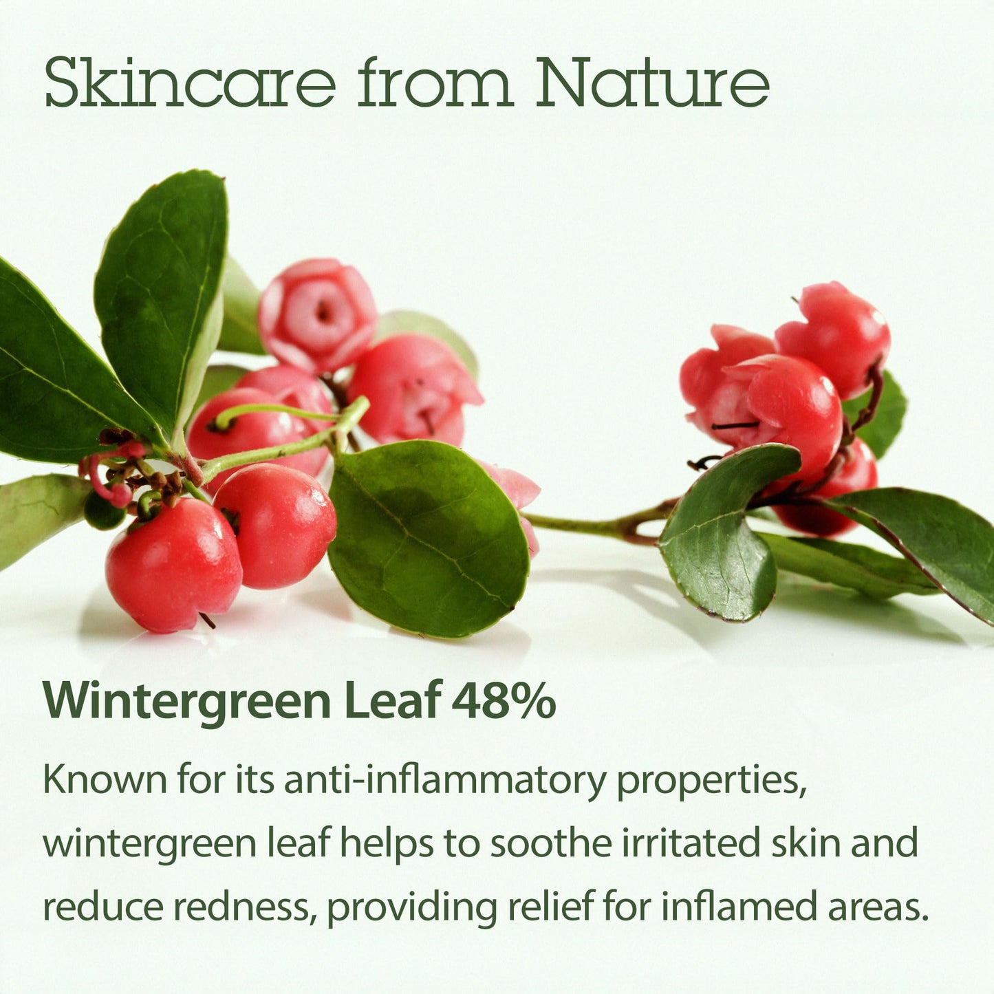 Blithe Korean Skin Care Products 6 Leaves Clear Essence for Rosacea & Redness Relief, BHA Toner Cooling Moisturizer for Face, Blackhead Treatment, Evening Primrose Wintergreen Green Tea 1.83 Oz