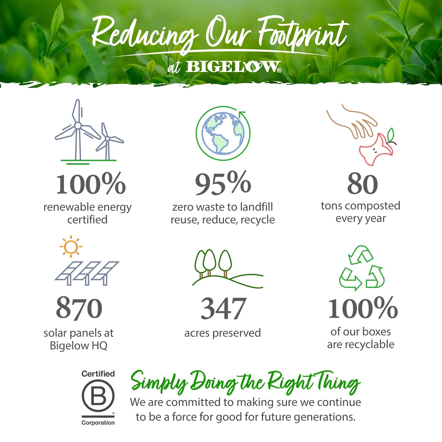 Bigelow Tea Seasonal Tea Collection, Caffeine Tea Variety Pack Gift Sampler, Holiday Tea Gift Set, 64 Count Box (Pack of 1), 64 Tea Bags Total (Packaging May Vary)