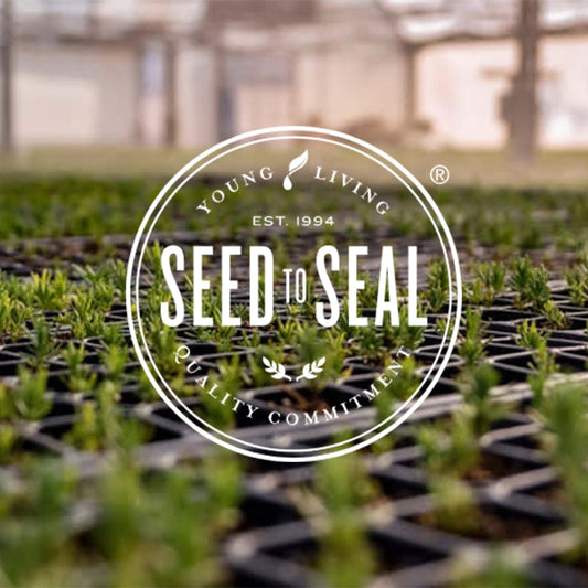 Tranquil Essential Oil Roll On 10 ml by Young Living Essential Oil