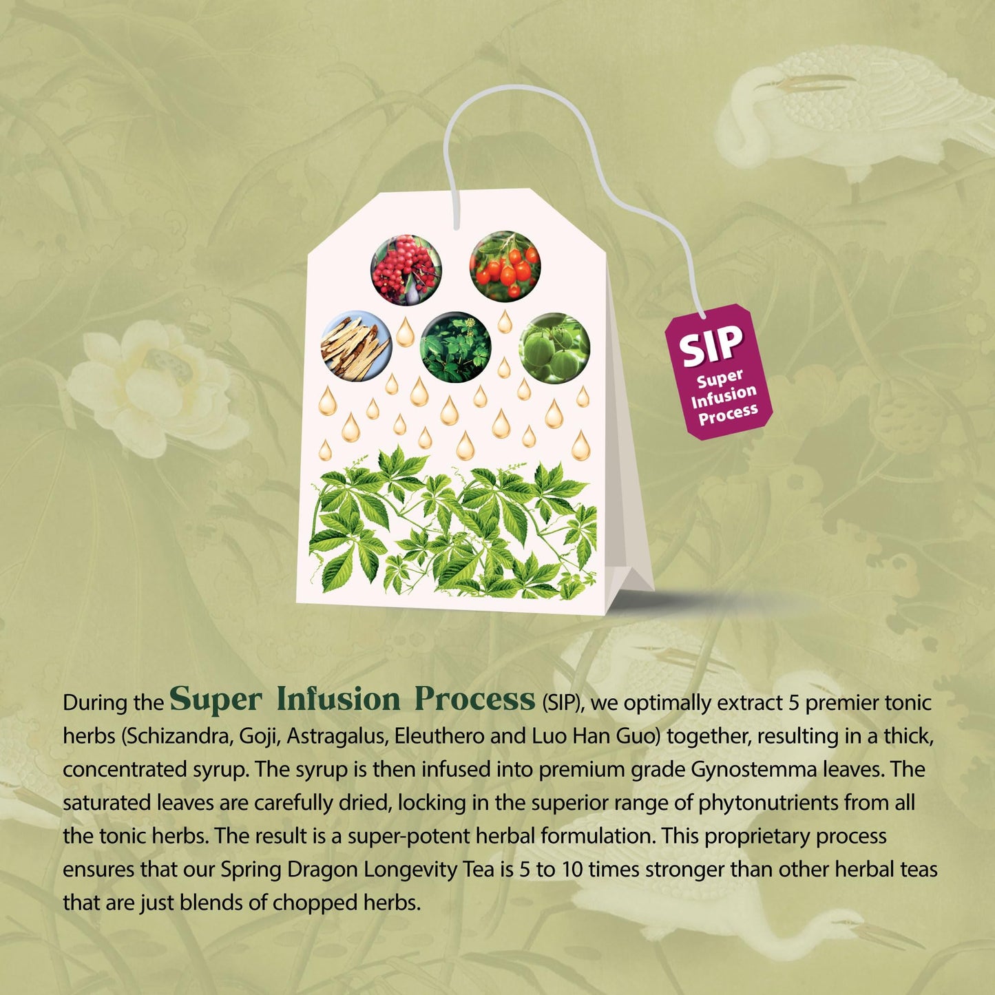 Dragon Herbs Spring Dragon Longevity Tea - Adaptogenic Gynostemma Leaf Herbal Tea Infused with Schizandra Berry, Goji Berry, Astragalus Root, Eleuthero Root, Luo Han Guo Fruit – Immune Support, Calming, Invigorating, Energy, Soothing, Digestion Support, C