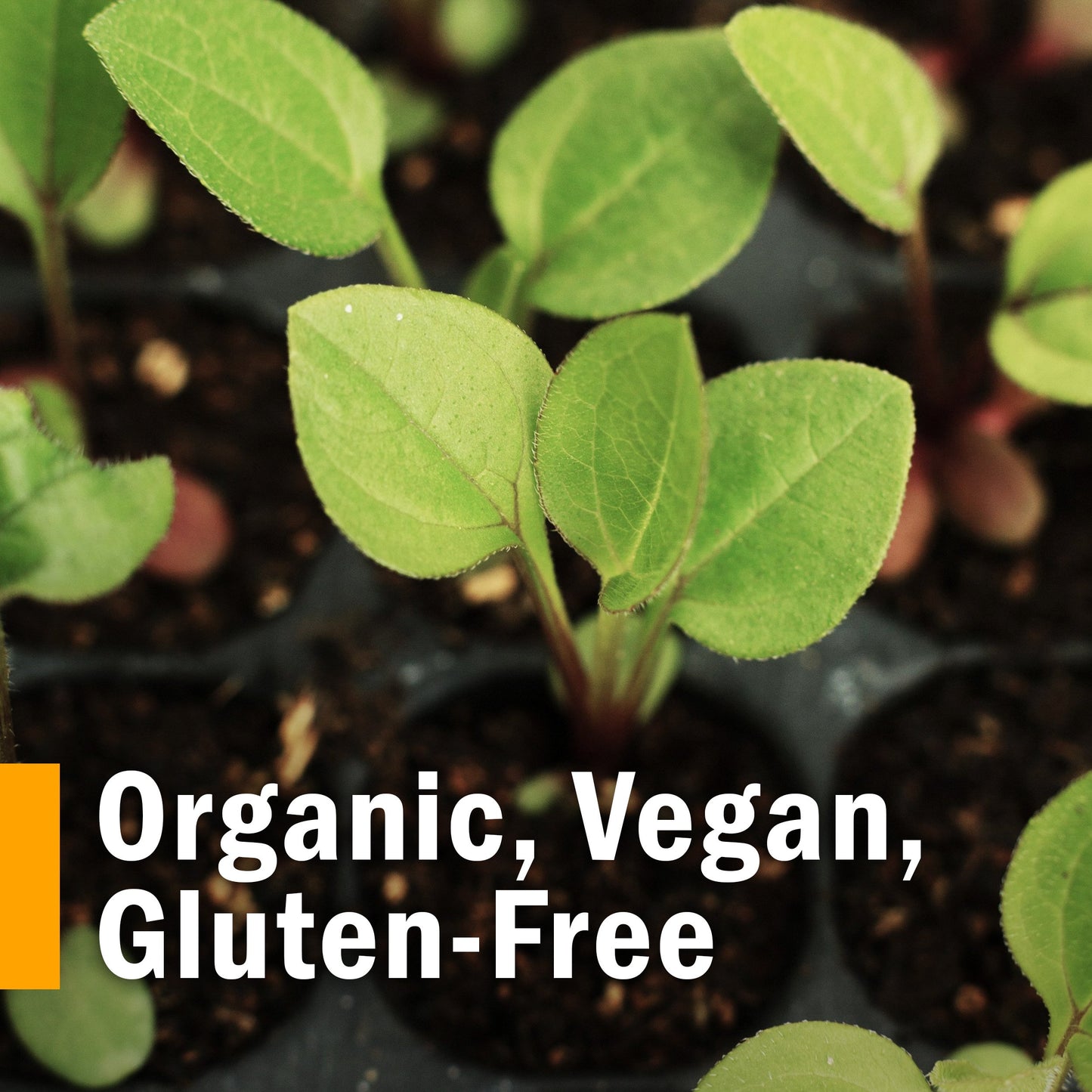 Herb Pharm Herbs on The Go Portable Spray: Not Now Nausea, 1 Oz