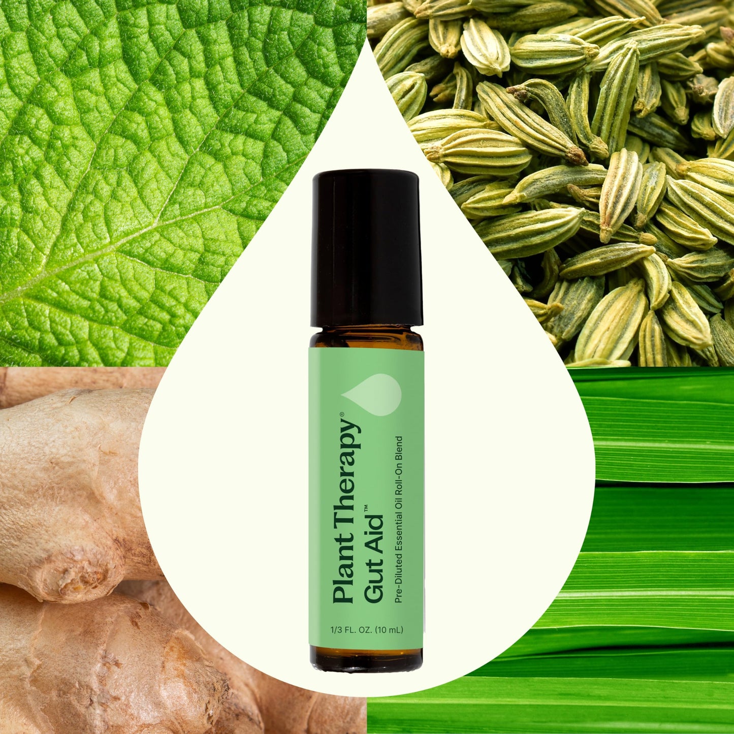 Plant Therapy Gut Aid Essential Oil Blend Roll-On 10 mL (1/3 oz) 100% Pure, Pre-Diluted Roll-On, Natural Aromatherapy