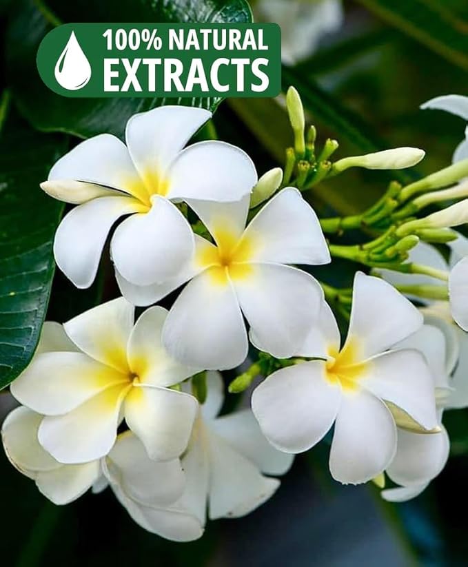 Bless-Nag-Champa 100%-Natural-Handmade-Hand-Dipped-Incense-Sticks Organic-Chemicals-Charcoal-Free Purification-Relaxation-Positivity-Yoga-Meditation Best-Woods-Scent (25 Sticks (1.4 OZ))