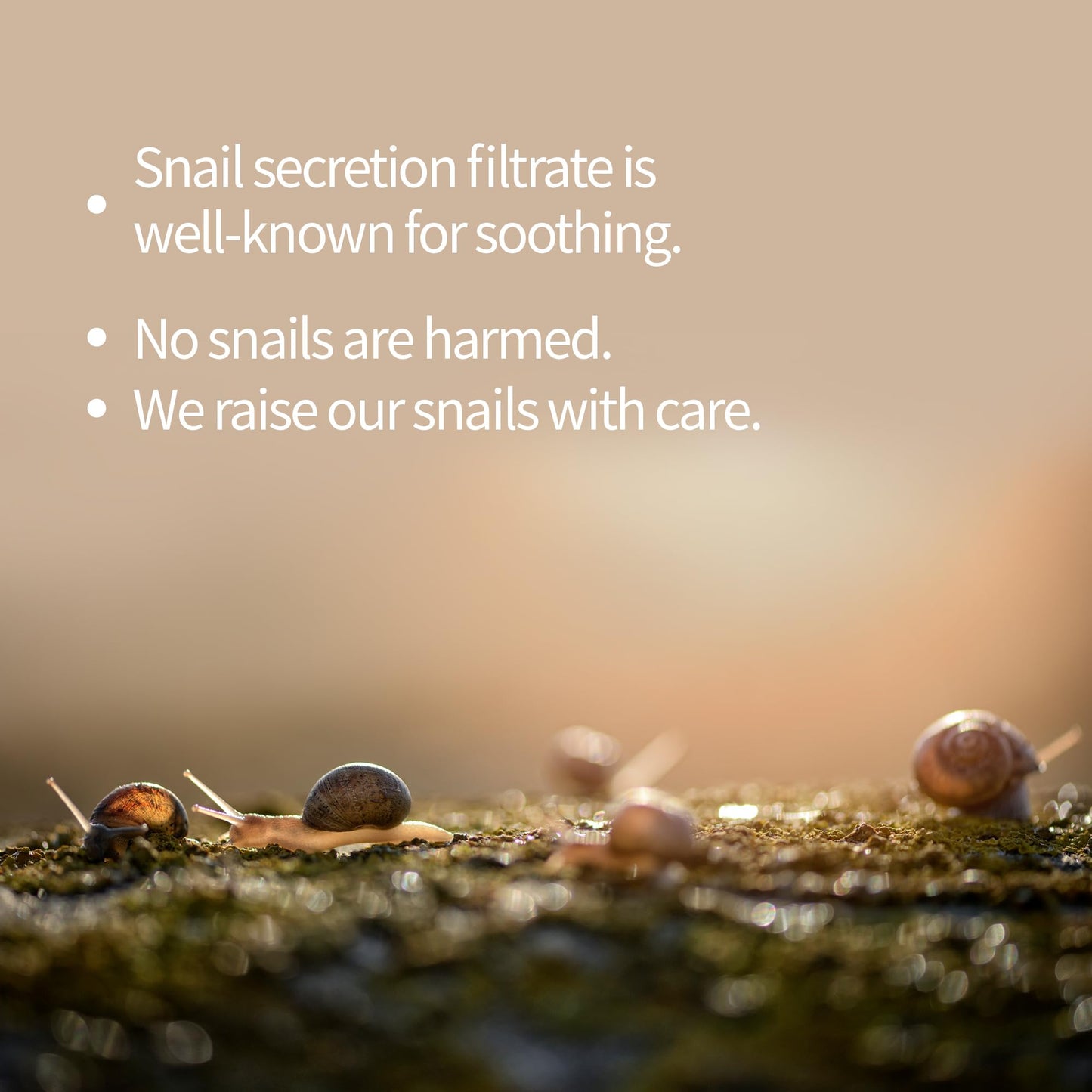 BENTON Snail Bee High Content Mask Pack (20g / 10 Sheets) - Snail Mucin Face Mask With Bee Venom | Korean Skin Care Face Mask Sheets For Moisturizing, Soothing and Nourishing