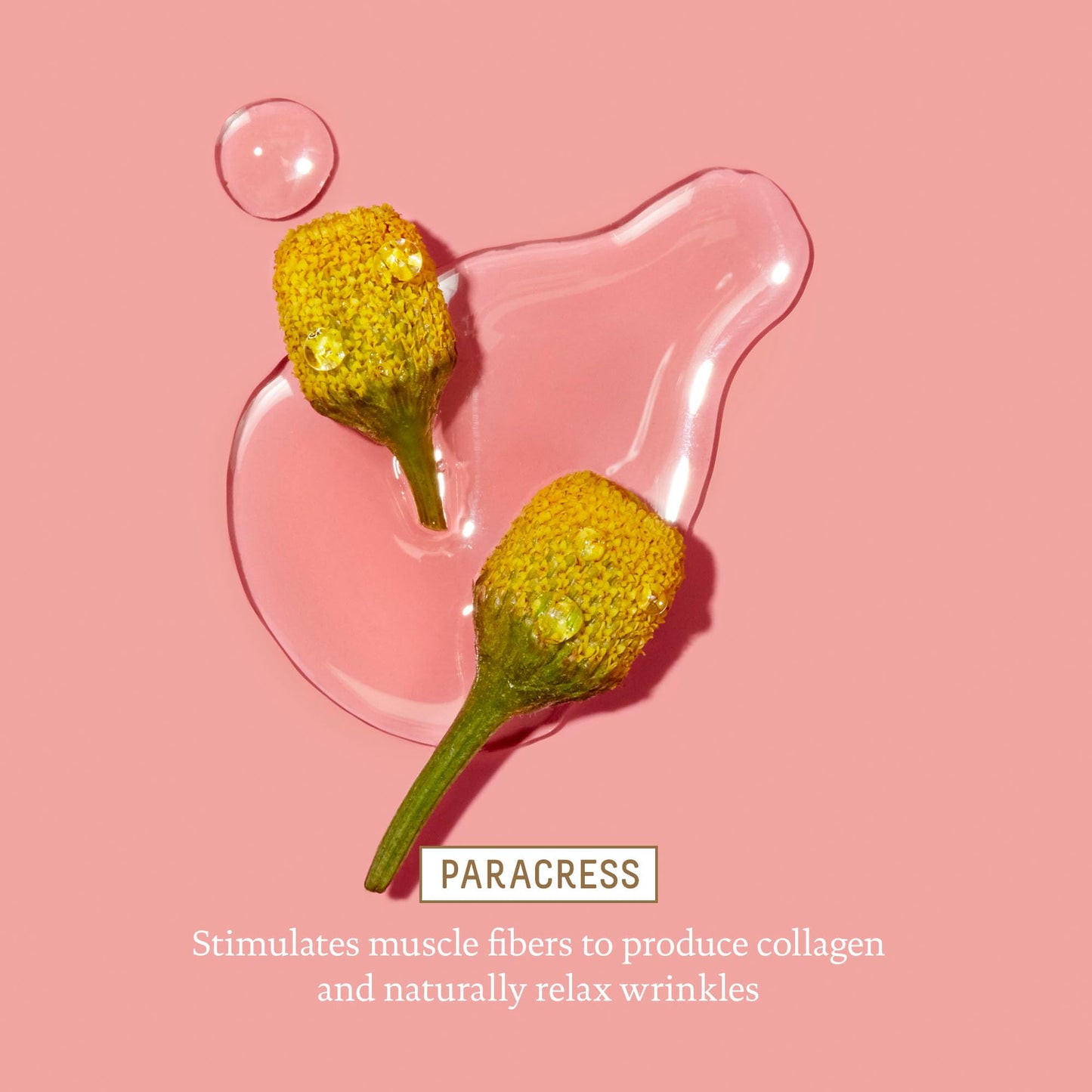 BIOSSANCE Squalane and Marine Algae Eye Cream - Anti-Aging Under Eye Cream for Fine Lines, Wrinkles, and Puffiness - Hydrating & Lifting Formula with Hyaluronic Acid and Paracress Extract - 0.5 Ounce