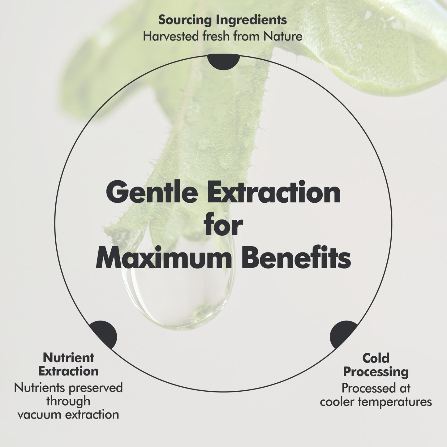 Baegayul Classic Cream Origin - Deep Hydration Face Moisturizer with Propolis & Job’s Tears, Soothing Korean Skincare for Dry and Sensitive Skin, Herbal Cream for Radiant Look (2.71fl oz)