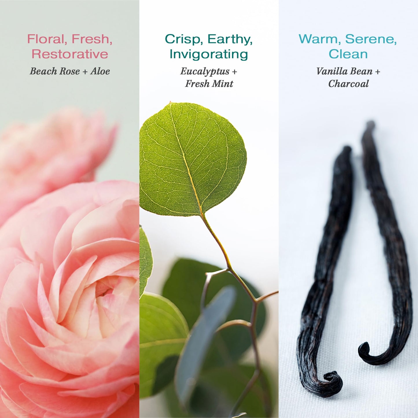 RAW SUGAR Aluminum Free Deodorant Stick, Simply Deo Variety Bundle (Pack of 3) Whole Body Deodorant for Women & Men, Clean Formulated without Baking Soda, Talc & Parabens, Variety Pack