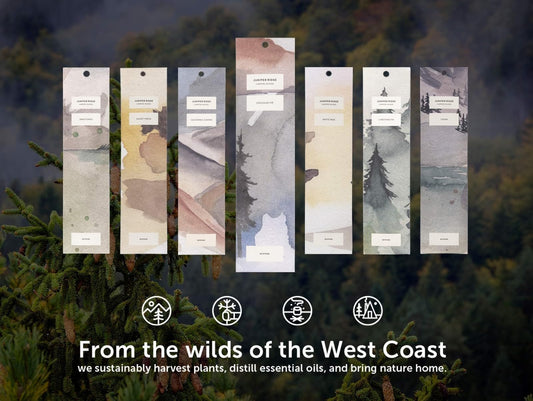 Juniper Ridge All-Natural Aromatic Campfire Incense - Long-Lasting Bamboo Sticks - Aromatherapy & Meditation Therapy - No Synthetic Fragrance - Douglas Fir - 20 Count