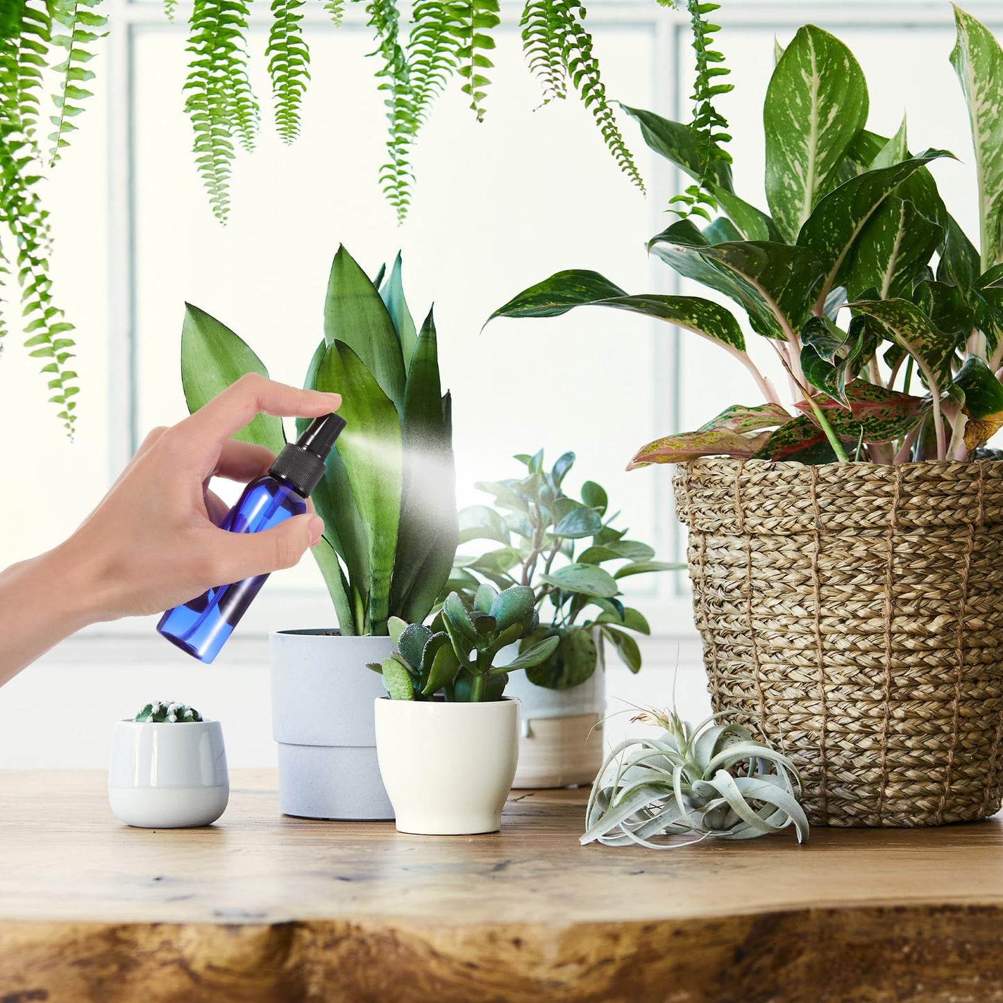 Lemecima 50 Pack 2 Oz Plastic Spray Bottles Reusable Mini Travel Size Perfume Refillable Mist Sprayer Empty Spritz Bottle for Household Use Essential Oil Cleaning