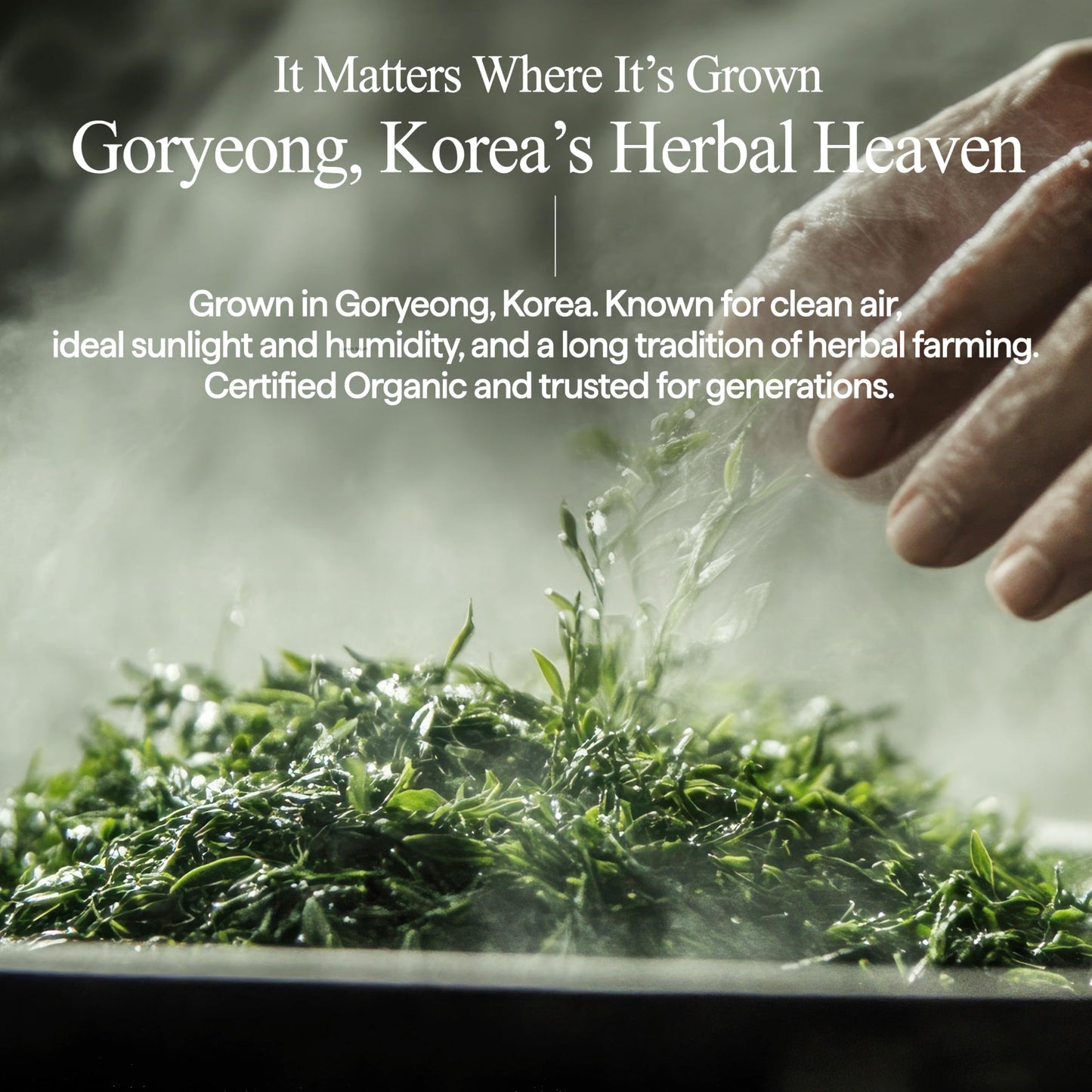 All Natural Houttuynia Cordata Care Serum – Soothing and Hydrating Facial Heartleaf Serum for Sensitive and Troubled Skin, Lightweight and Non-Comedogenic (1.69 fl oz)