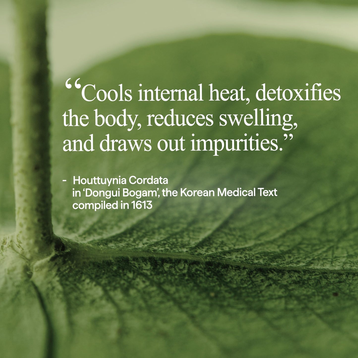 All Natural Houttuynia Cordata Soothing Cream - Lightweight Hydration, Sebum Control and Redness Relief – Calming Heartleaf Moisturizer for Sensitive Skin, Vegan Skincare (2.53Fl. Oz)