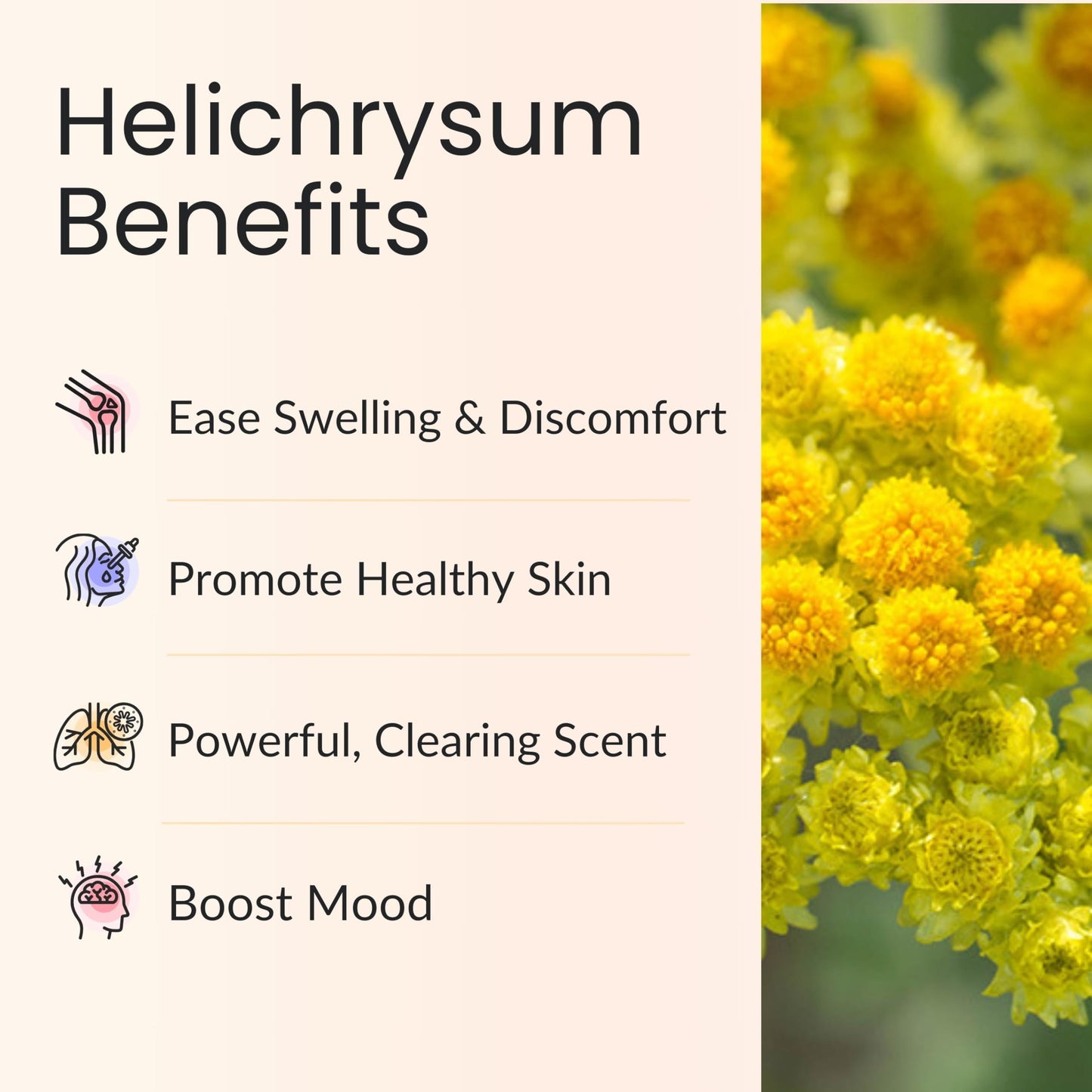 Vitality Extracts Helichrysum Essential Oil - 10ml Roll-On, Helichrysum Gymnocephalum, Coconut Oil, Skin Care, Happy, Stress Relief, Aches Relief