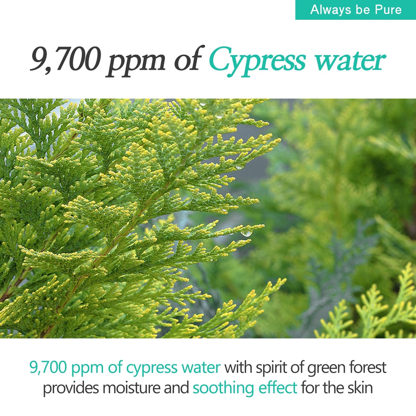 ALWAYS BE PURE Forest Therapy Ultra Calming Cream Soothing Moisturizer for Sensitive, Acne-Prone Skin - Redness Relief, Deep Hydration, Trouble Care - Korean Skin Care 2.70 Oz