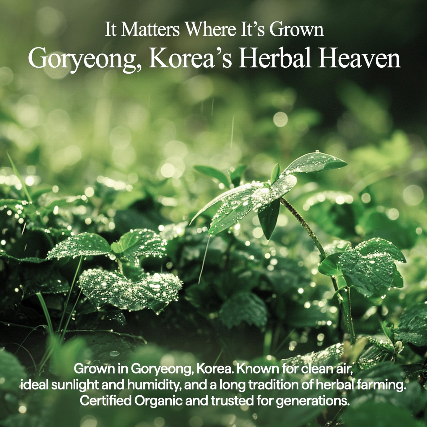 All Natural Houttuynia Cordata Cotton Toner Pad – Cooling and Soothing Heartleaf Toner Facial Pads, Gentle for Daily Use and Sensitive Skin (60pcs)