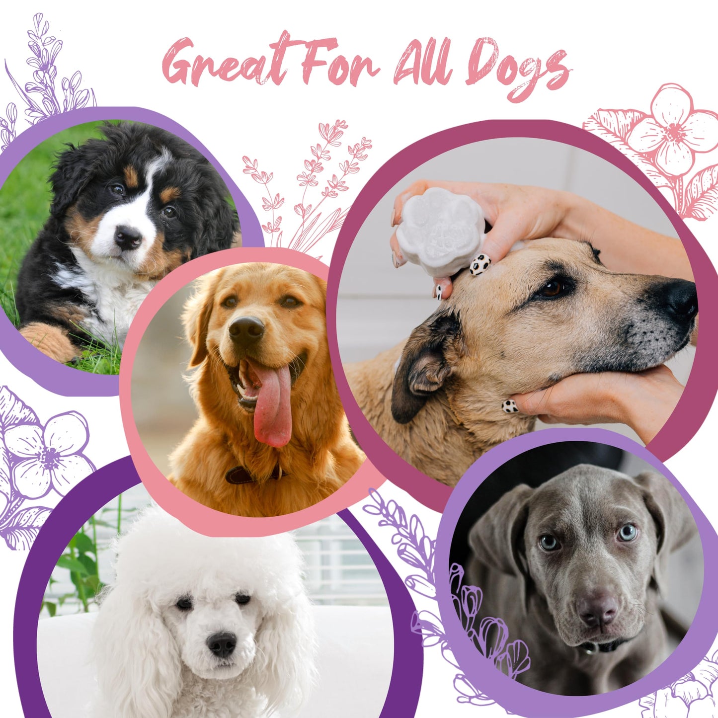 Pawson Dog Shampoo Bar - Natural Pet Shampoo with Rice Water and Aloe for Animals, Puppy Essentials, Jasmine and Lavender Scent