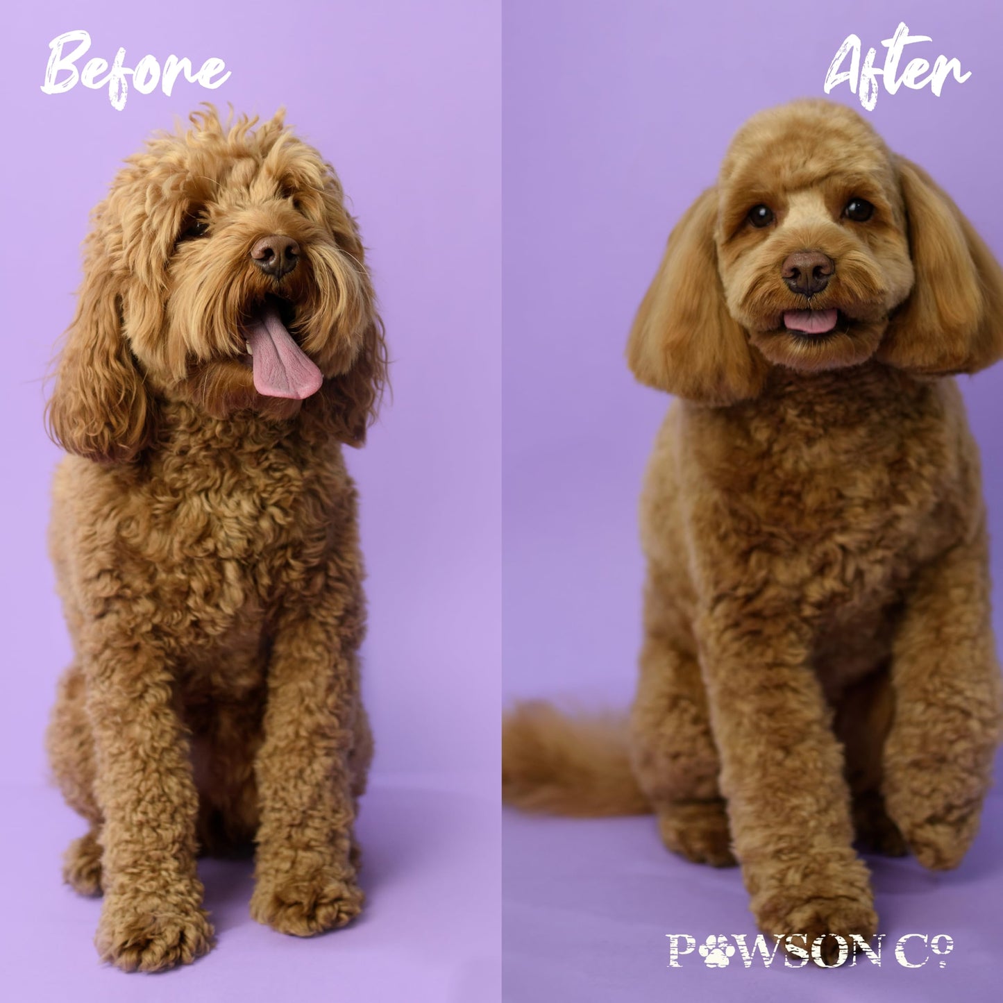 Pawson Dog Shampoo Bar - Natural Pet Shampoo with Rice Water and Aloe for Animals, Puppy Essentials, Jasmine and Lavender Scent