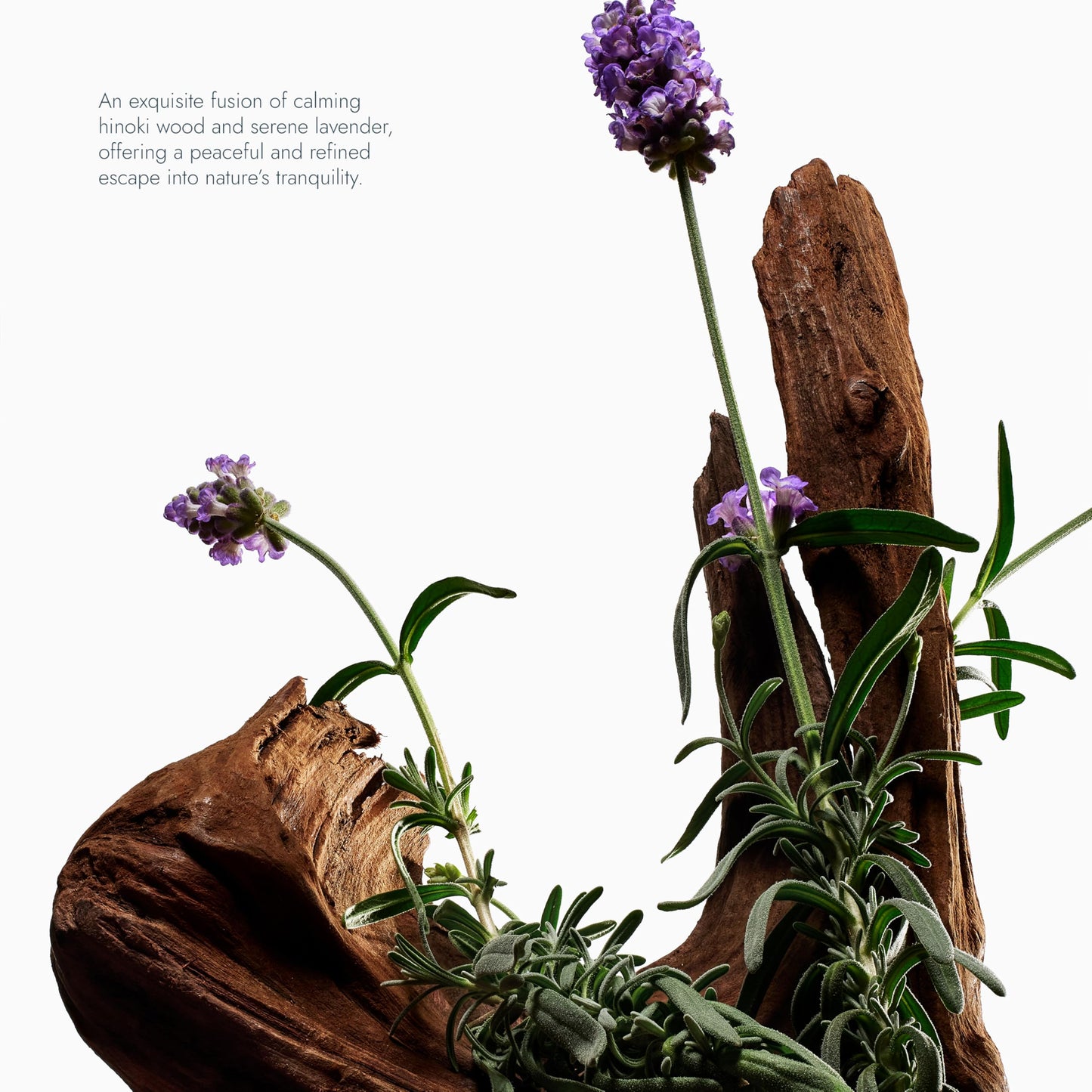 VOESH Exfoliating Sugar Scrub & Body Wash with Plant-Derived AHAs & Vegan Probiotics, K-Beauty Korean Skincare - Hinoki & Lavanda