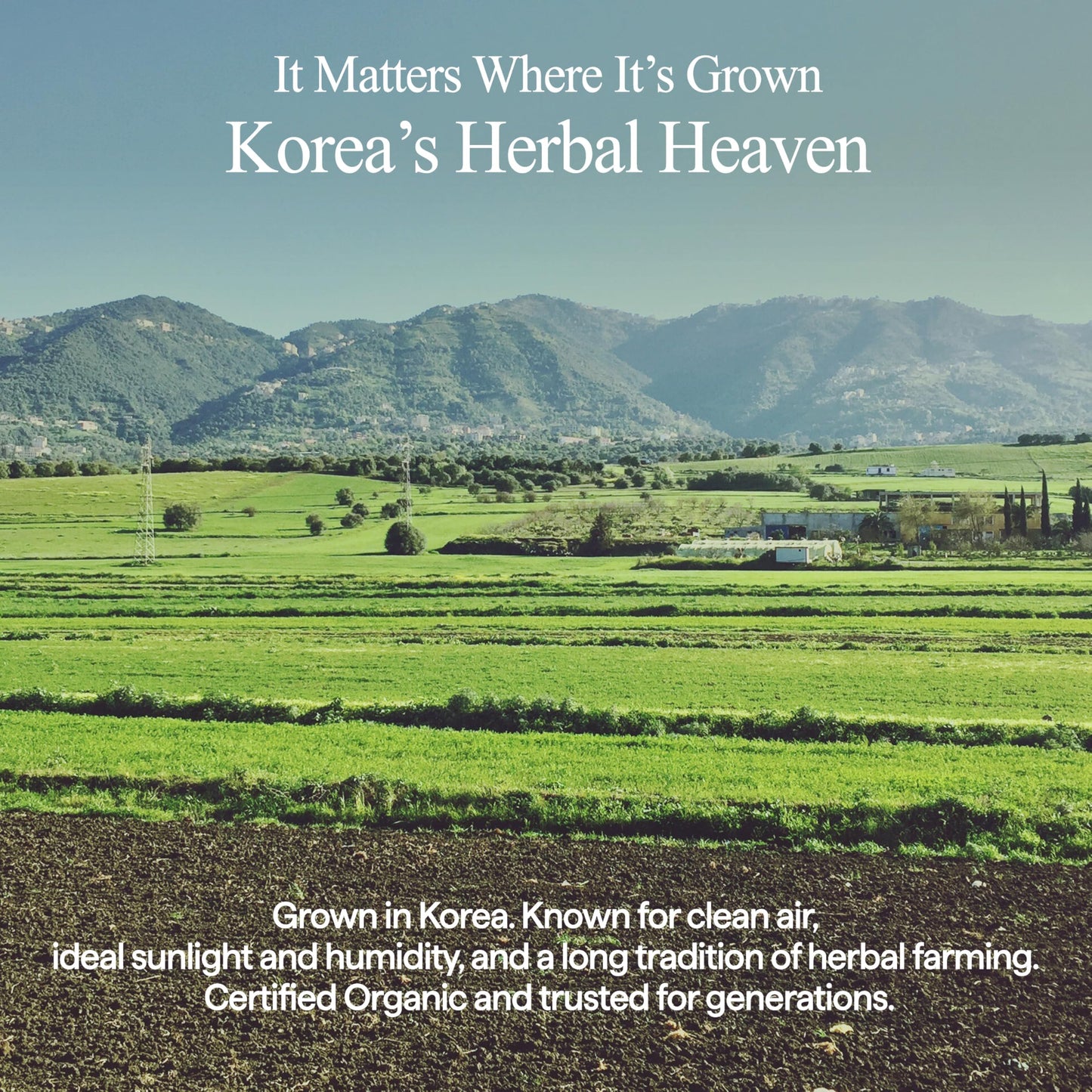 All Natural Houttuynia Cordata Soothing Cream - Lightweight Hydration, Sebum Control and Redness Relief – Calming Heartleaf Moisturizer for Sensitive Skin, Vegan Skincare (2.53Fl. Oz)