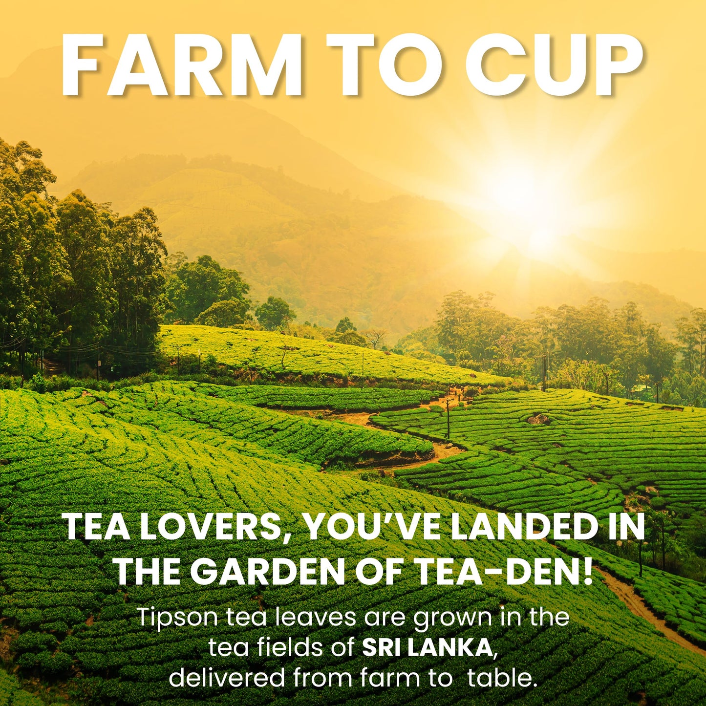 Tipson Natural Wellbeing Variety Sampler - 6 Flavors | 6 Benefits (60 Tea Bags), Herbal Tea Infusions - USDA Organic, Non GMO, and Gluten Free