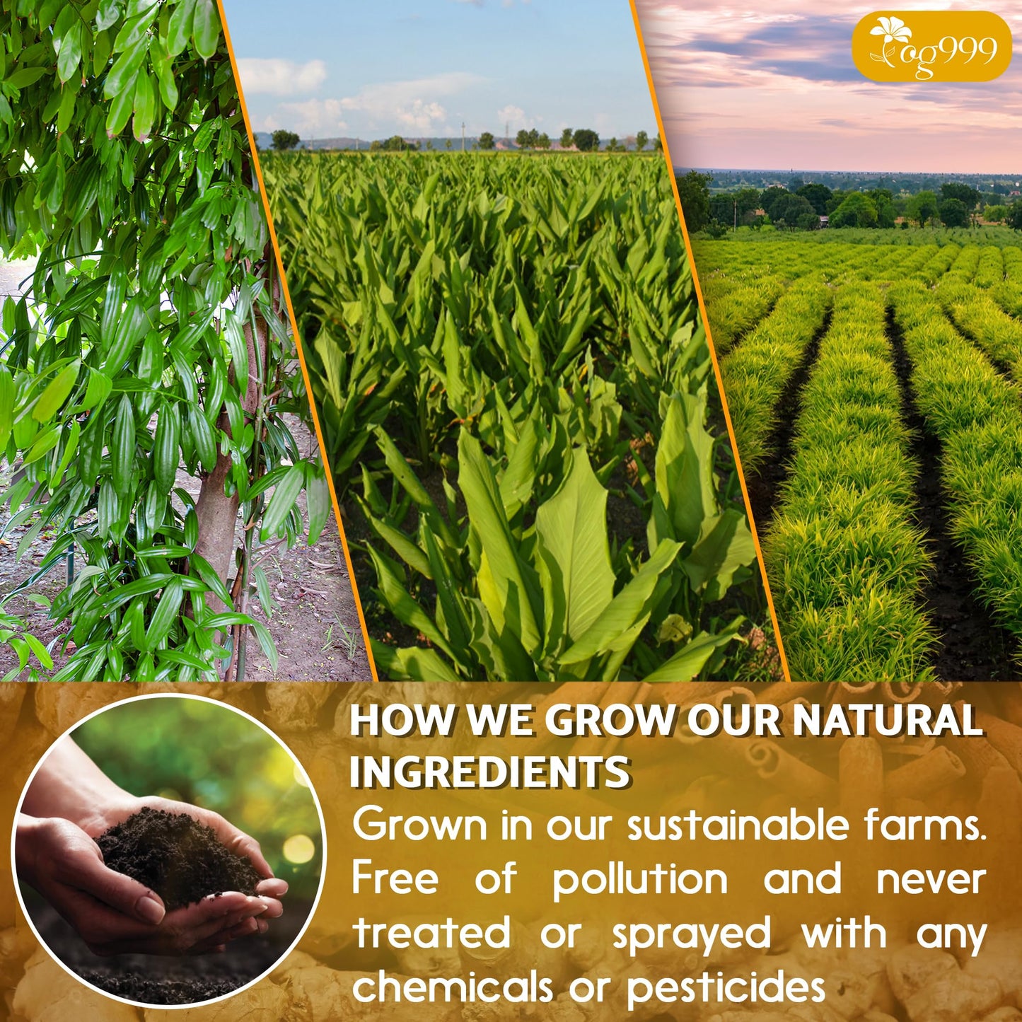 30 Bags Premium Turmeric Ginger Cinnamon Tea, Improve Digestion, Support Brain, Weight, Skin and Sleep, Eco-Conscious Tea Bags and Premium Natural Ingredients. Turmeric Ginger Herbal Tea. No Sugar, No Caffeine, No Gluten, Vegan.